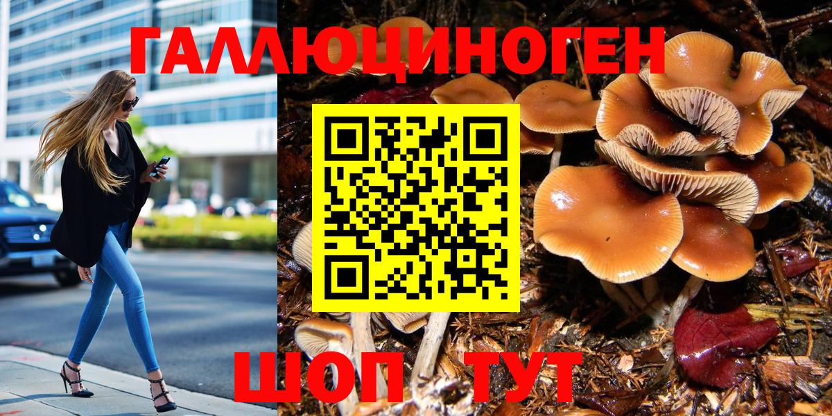 Псилоцибиновые грибы Psilocybine cubensis Чернушка